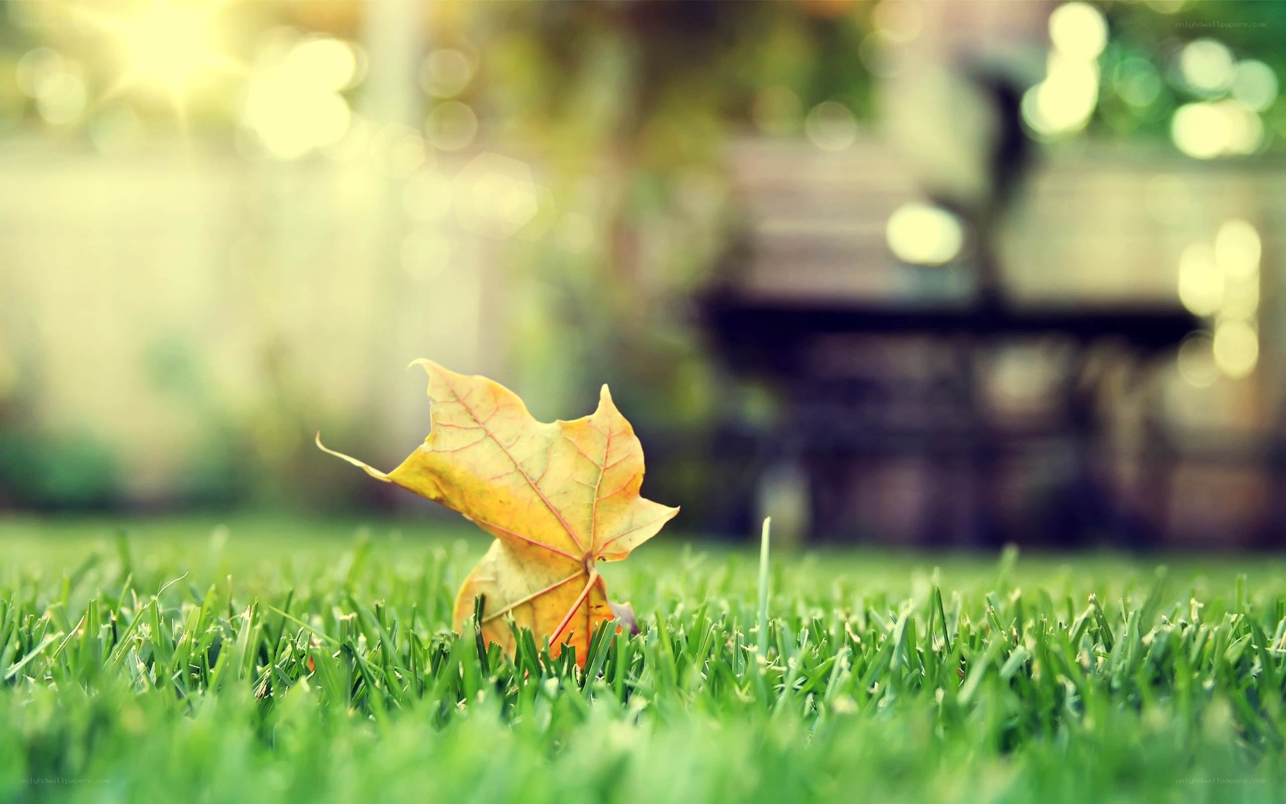 autumn leaf on green grass