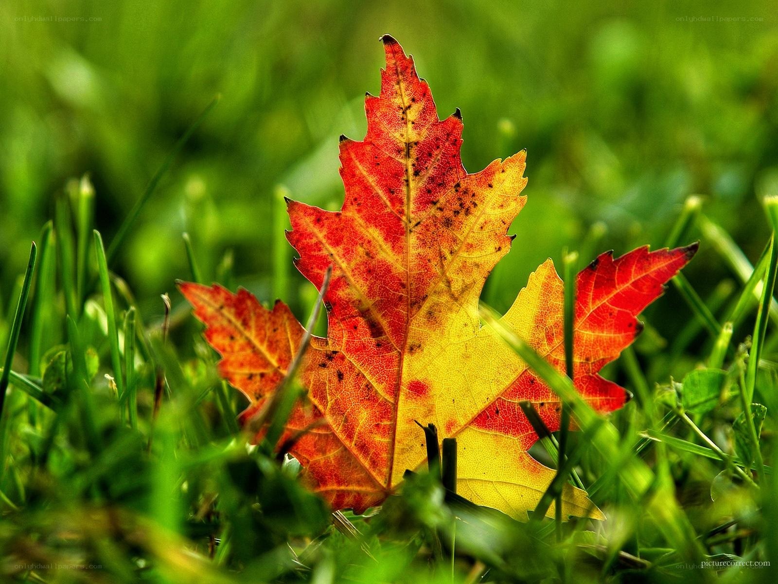 autumn leaf on green grass