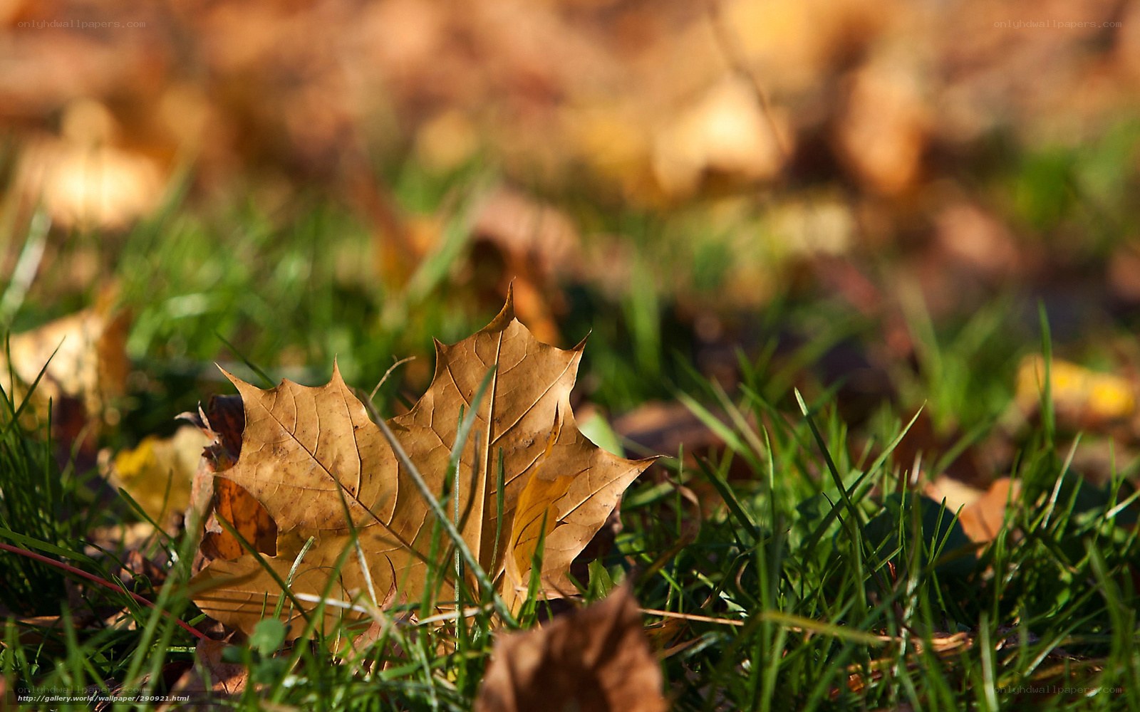 Autumn leaf on green grass