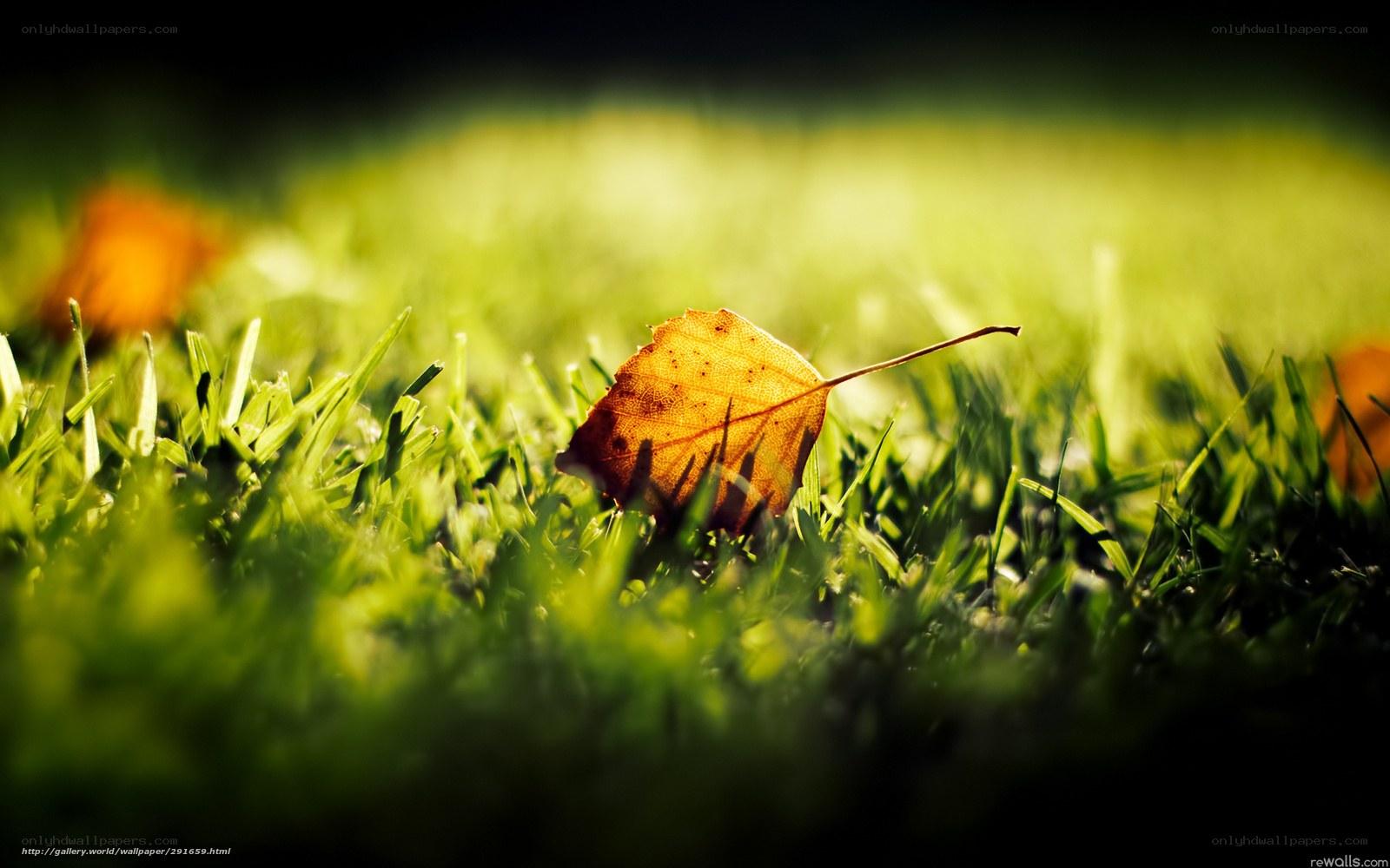 Autumn leaf on green grass