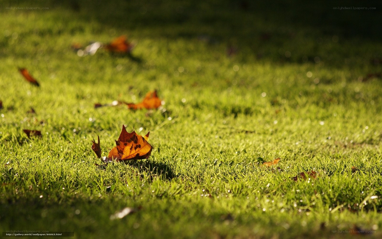Autumn leaf on green grass