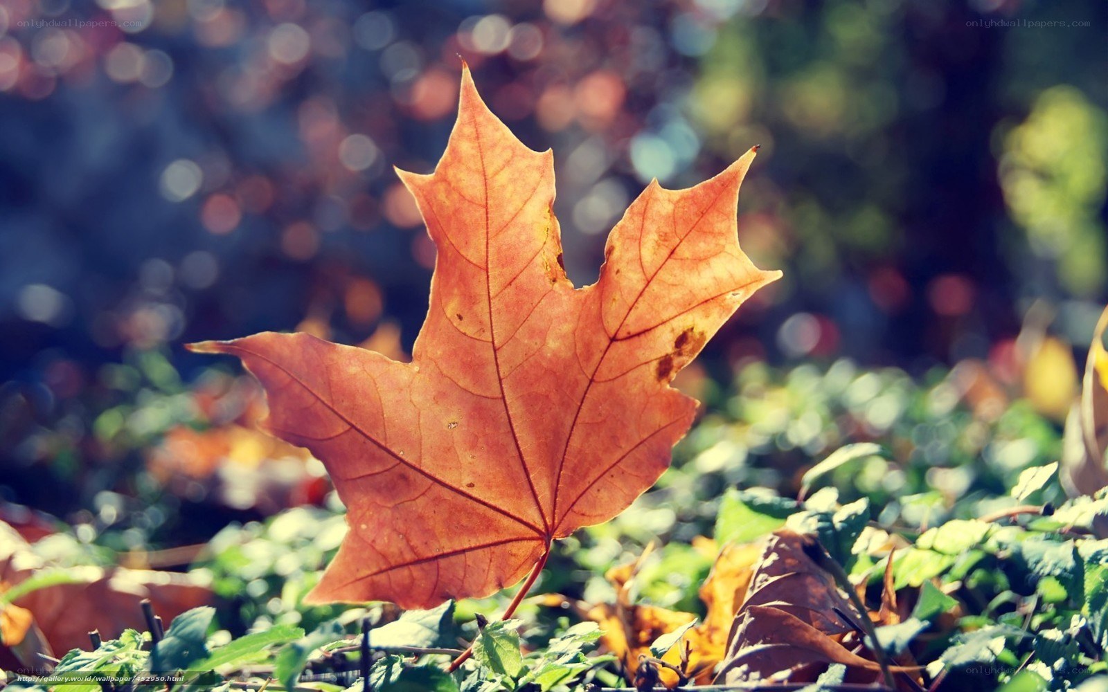 Autumn leaf on green ground