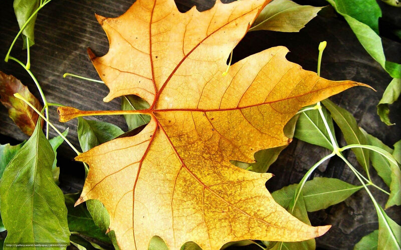 Autumn Leaf on Green Leaves