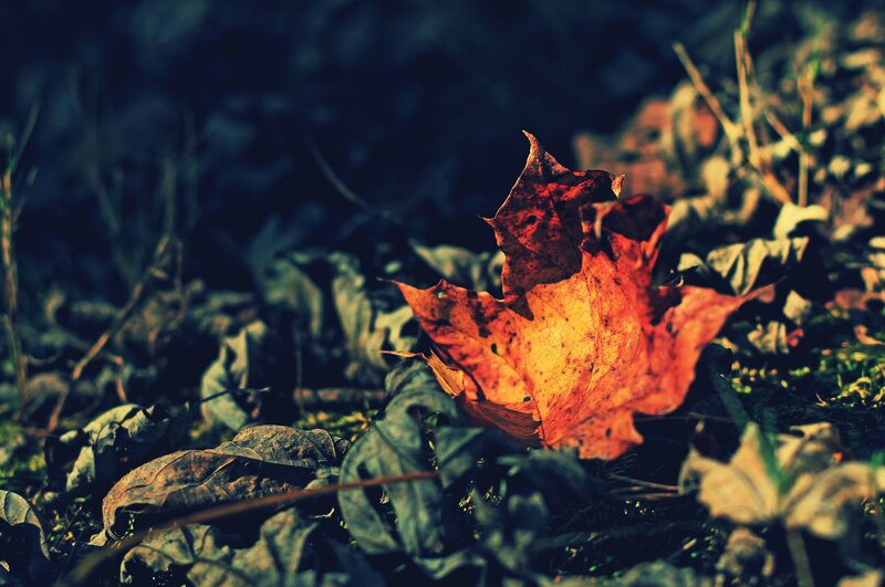 Autumn Leaf on Ground — Orange, Dramatic, Photograph