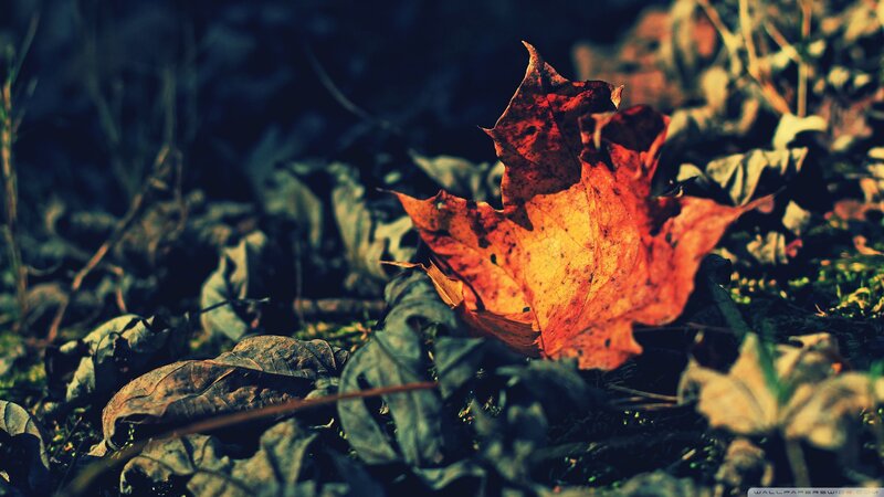 Autumn Leaf on Ground — Orange, Dramatic