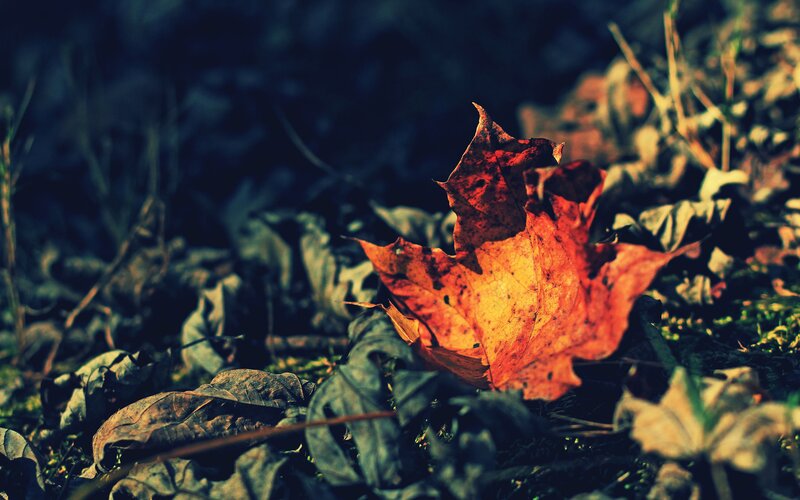 Autumn Leaf on Ground — Orange
