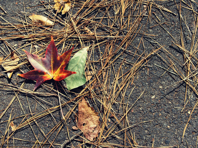 Autumn Leaf on Ground — Red, Calm