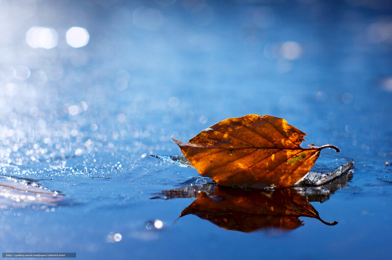 Autumn Leaf on Ice — Blue