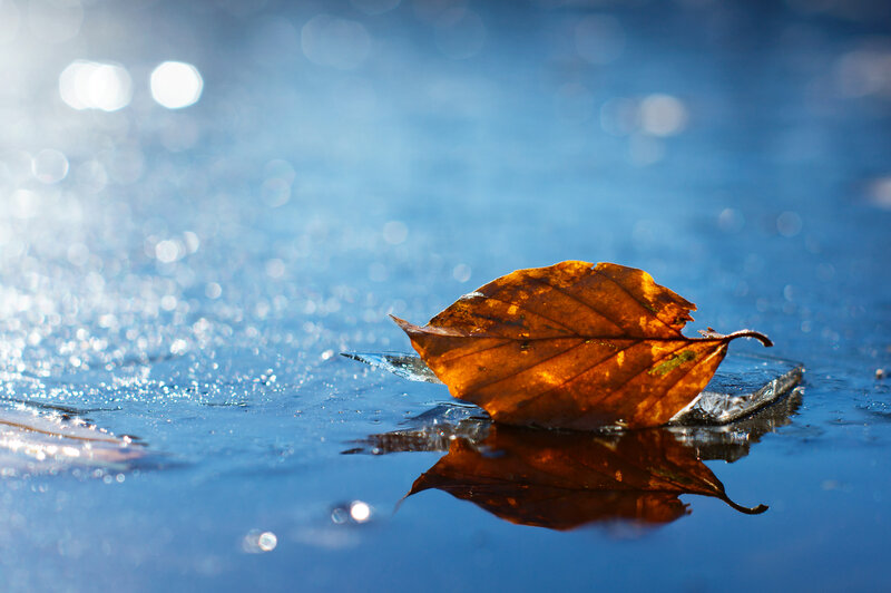 Autumn Leaf on Ice