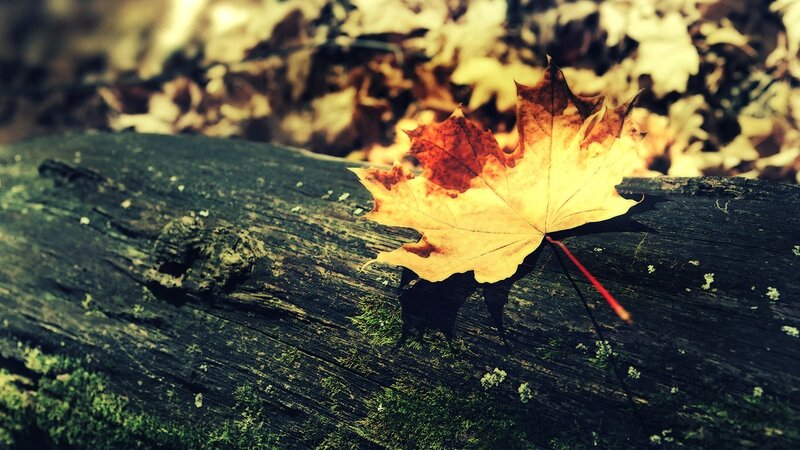 Autumn Leaf on Log — Yellow