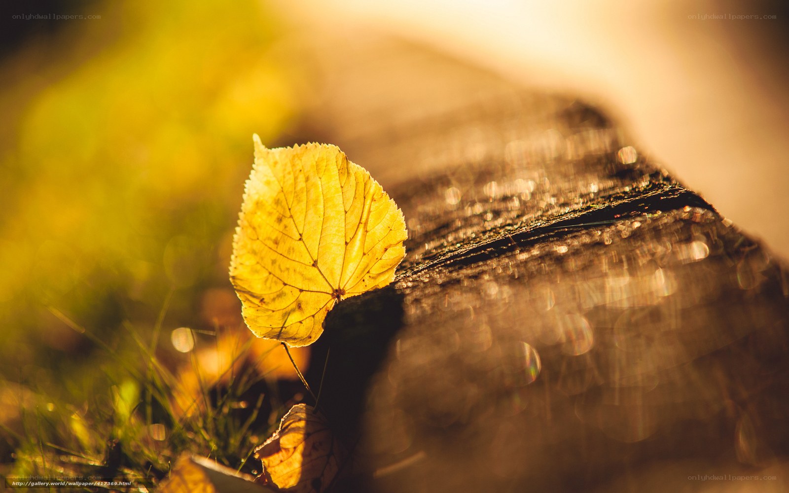 autumn leaf on log