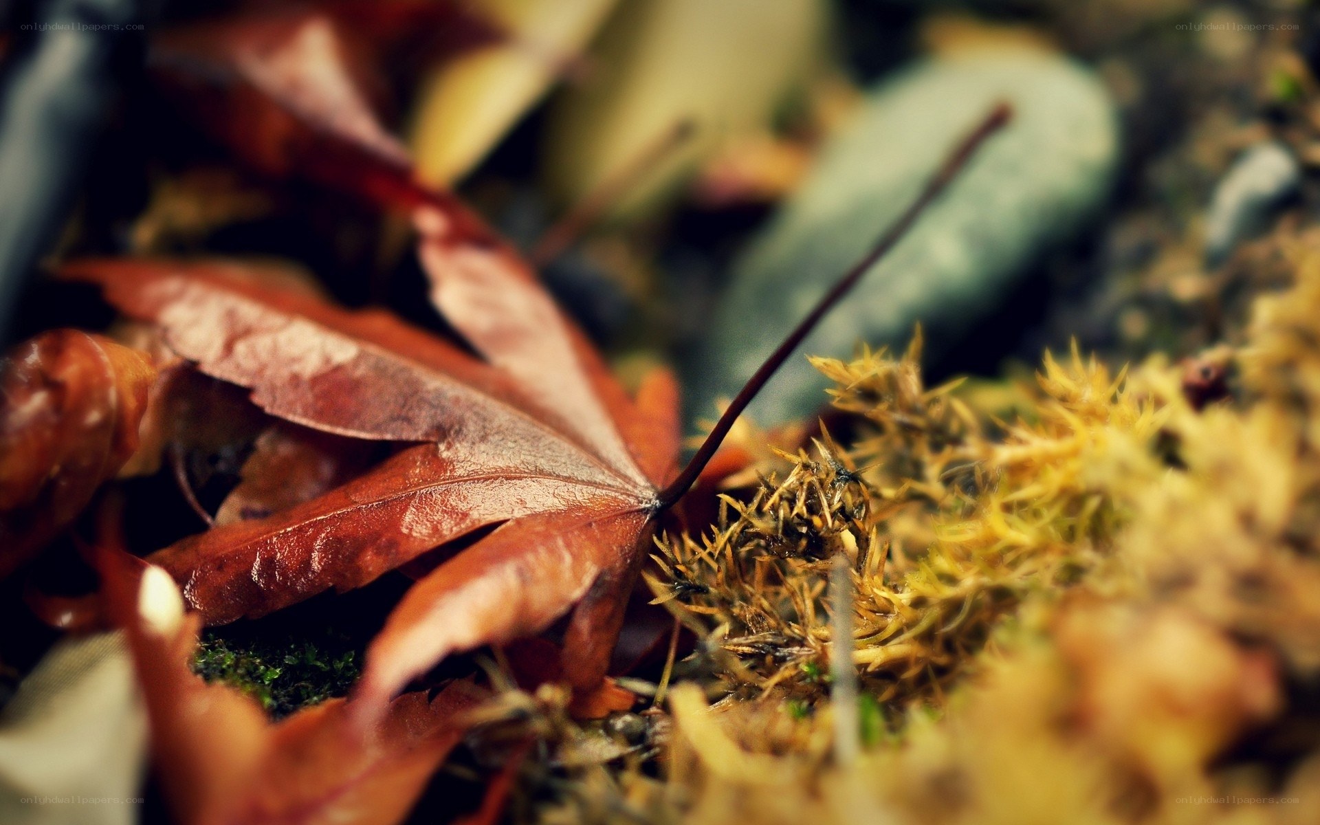 Autumn leaf on moss