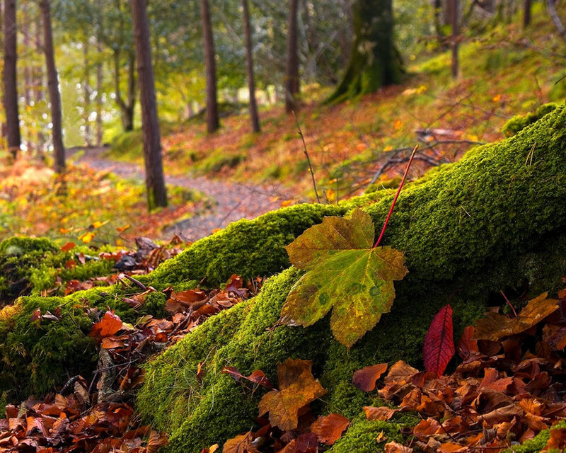 Autumn Leaf on Moss — Green, Serene, Photograph, Fallen Leaves