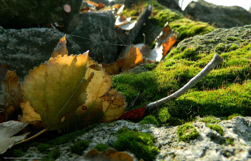 Autumn Leaf on Moss — Green, Serene, Photograph