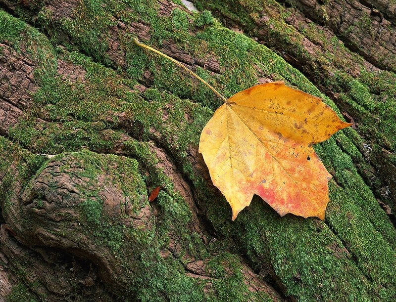 Autumn Leaf on Moss — Green, Serene
