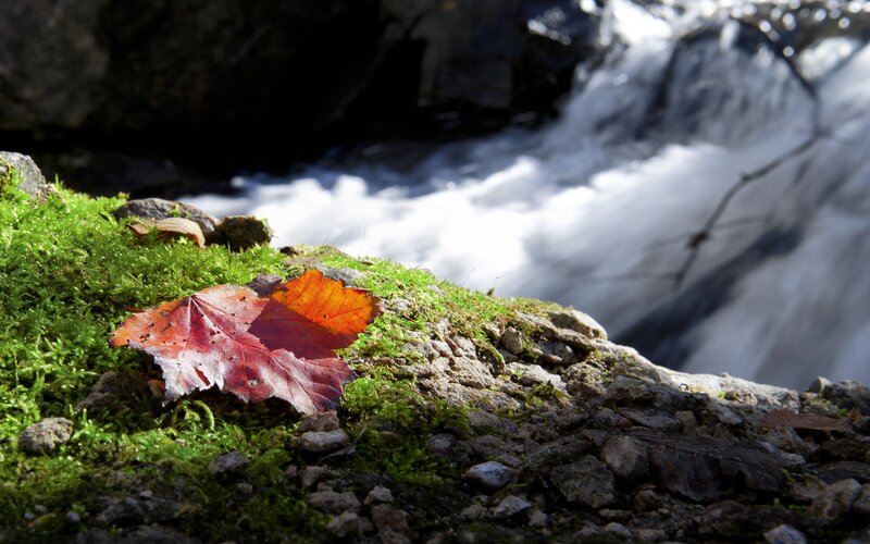Autumn Leaf on Moss — Green