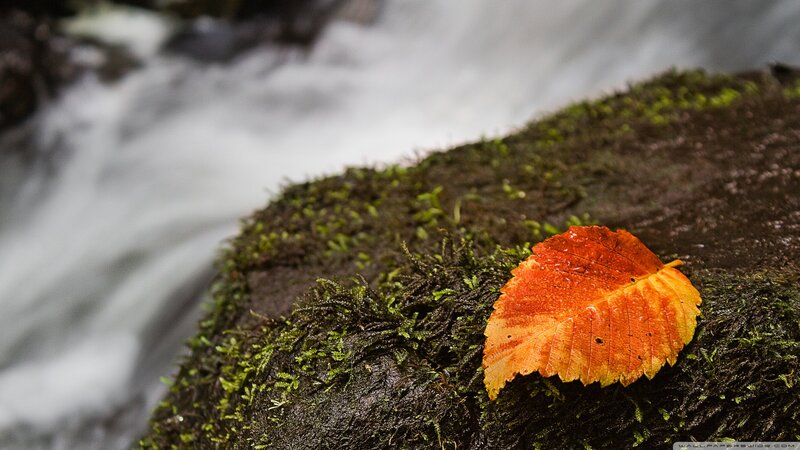 Autumn Leaf on Moss — Orange, Serene