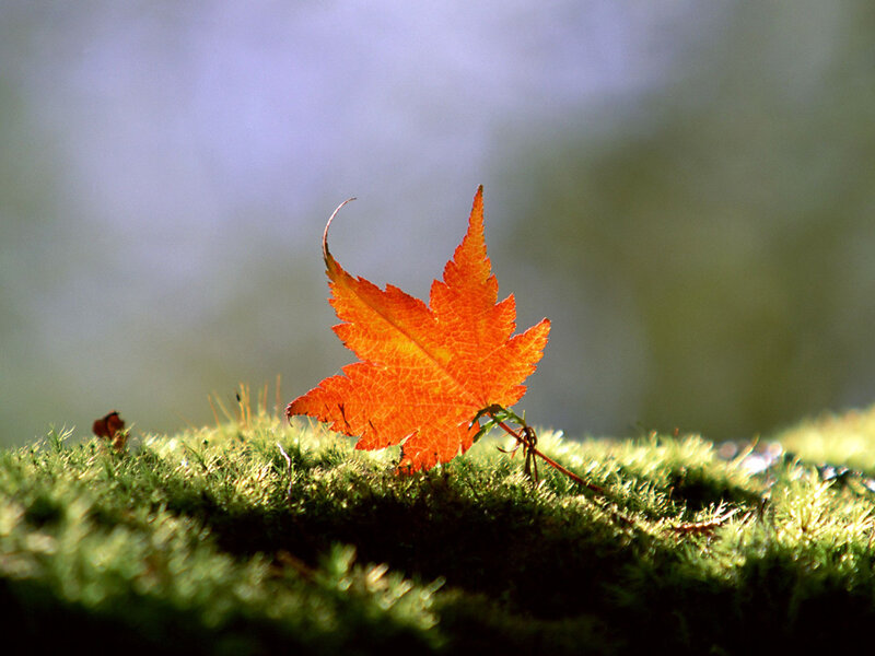 Autumn Leaf on Moss — Orange