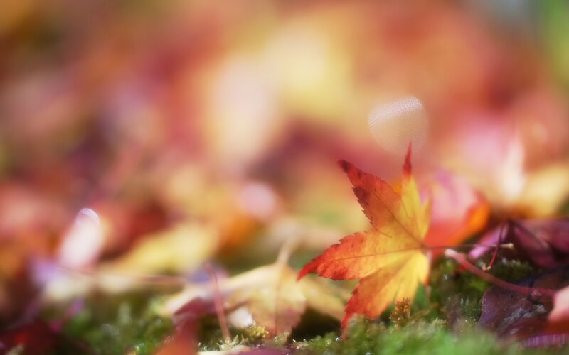 Autumn Leaf on Moss — Red, Serene