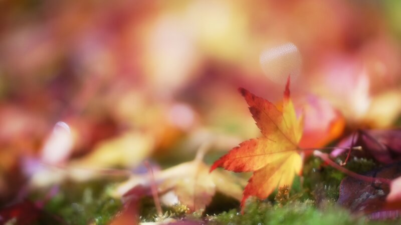 Autumn Leaf on Moss — Red
