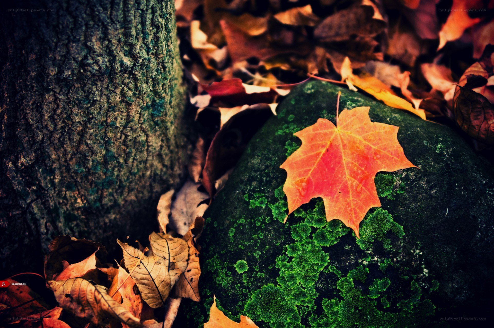Autumn leaf on mossy rock