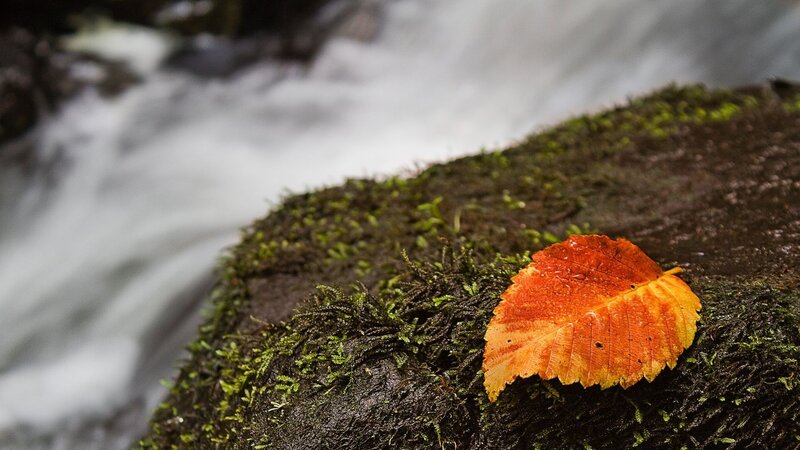 autumn leaf on mossy rock