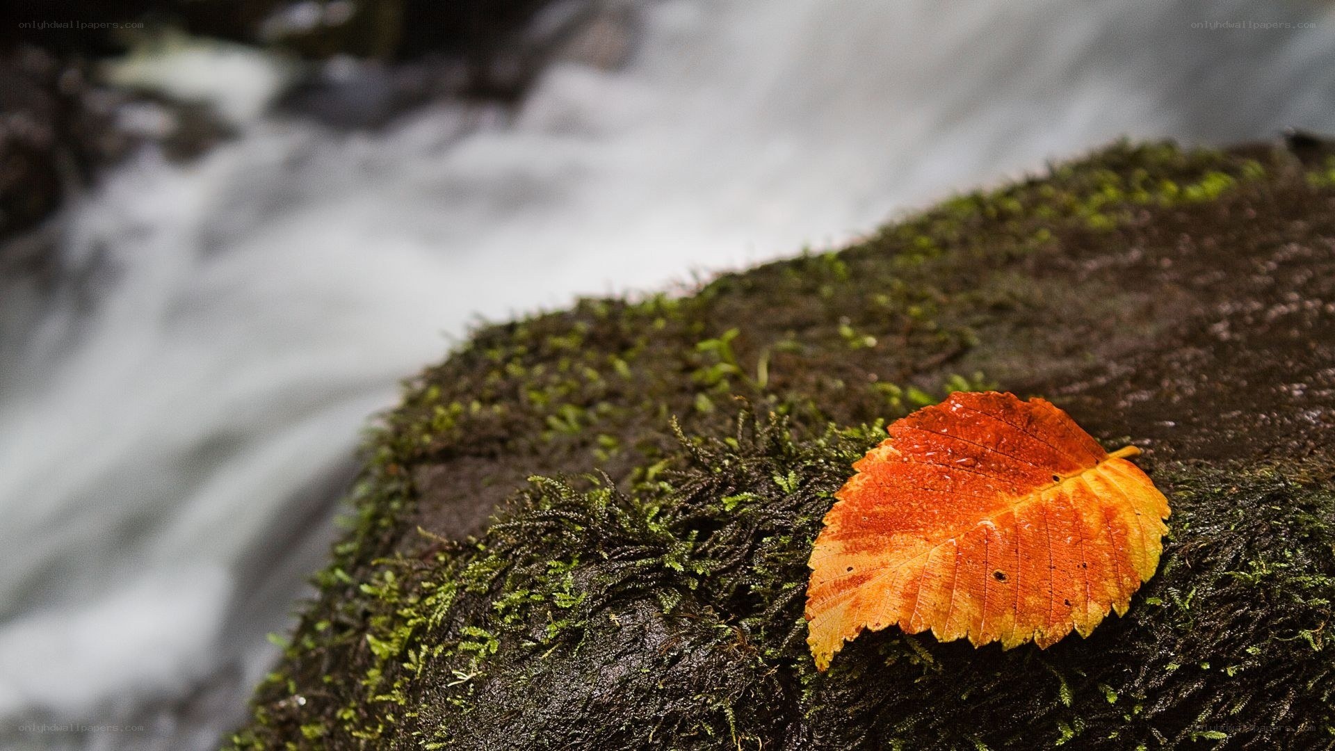 autumn leaf on mossy rock