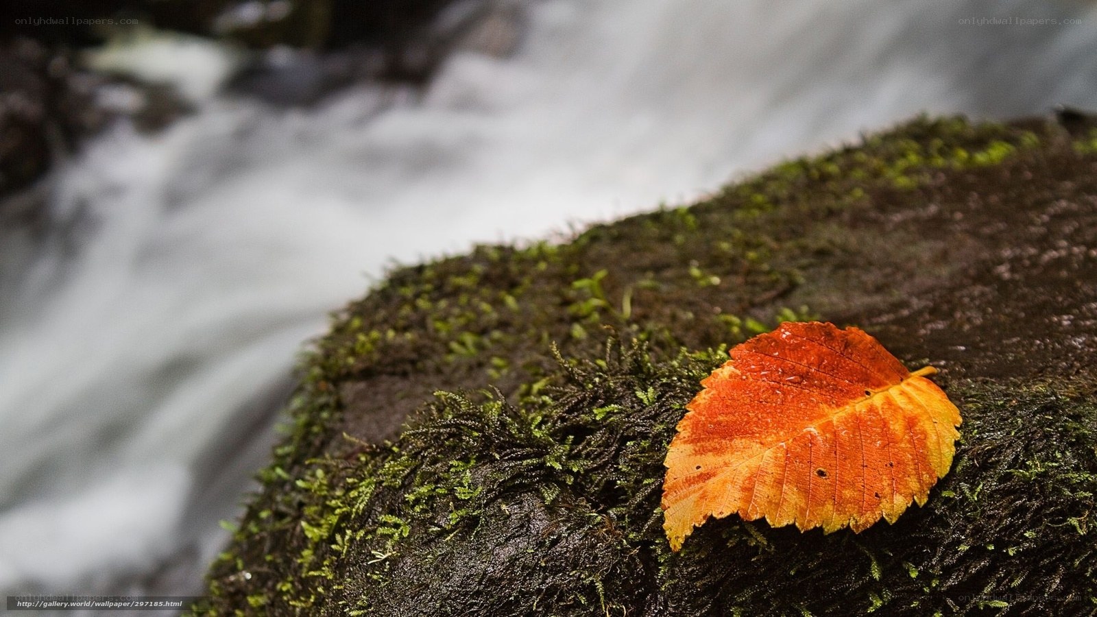 Autumn leaf on mossy rock