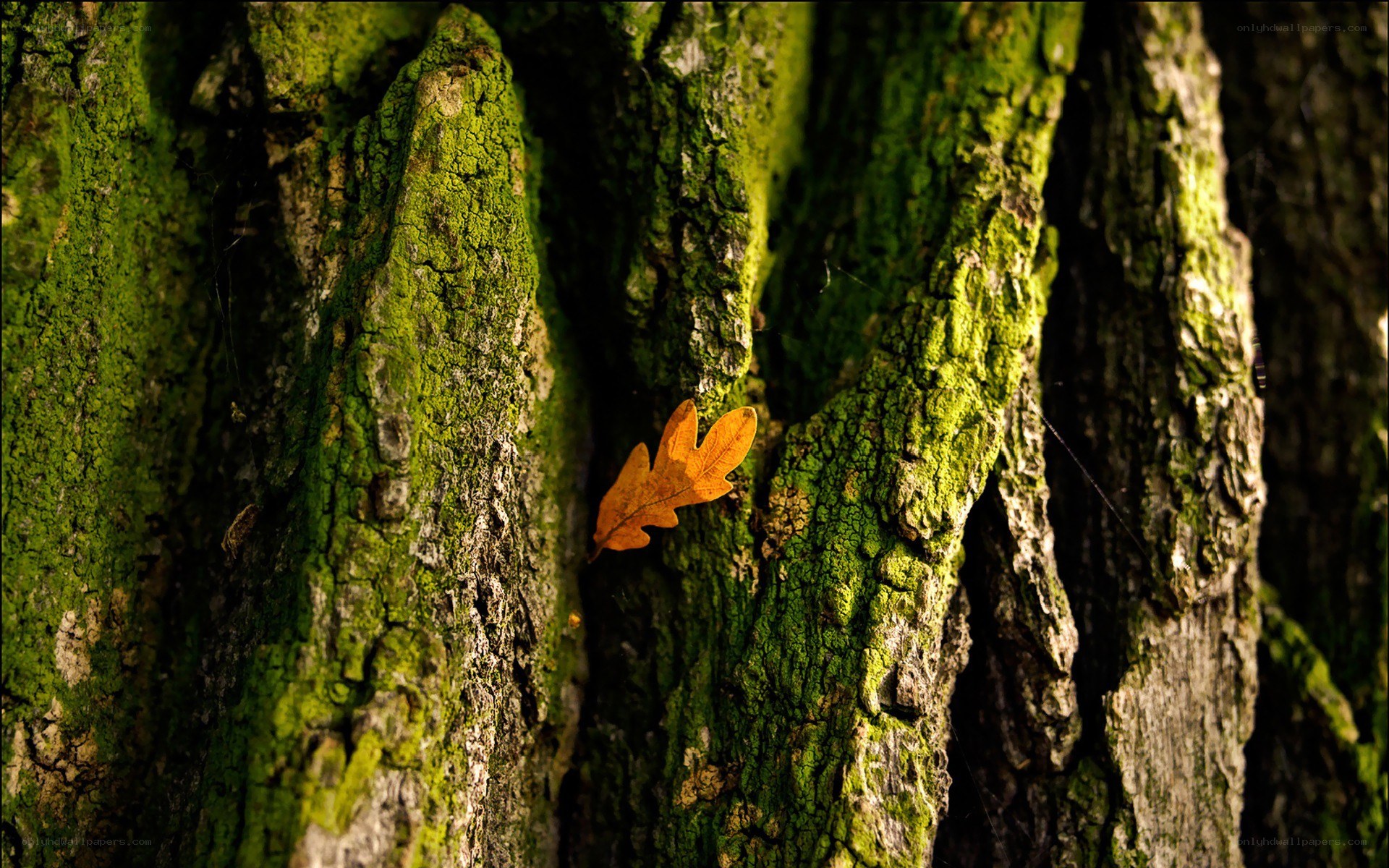 autumn leaf on mossy tree