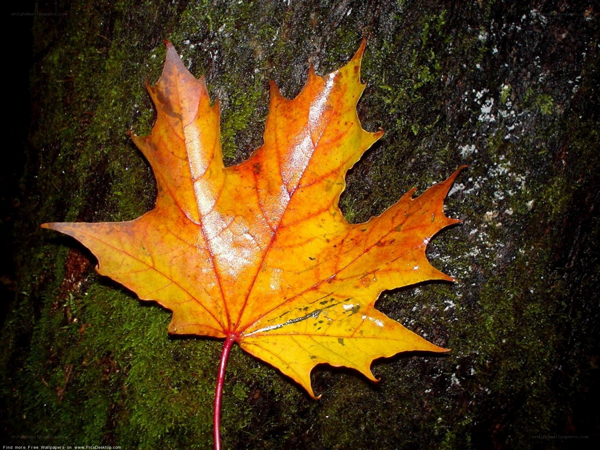Autumn leaf on mossy tree