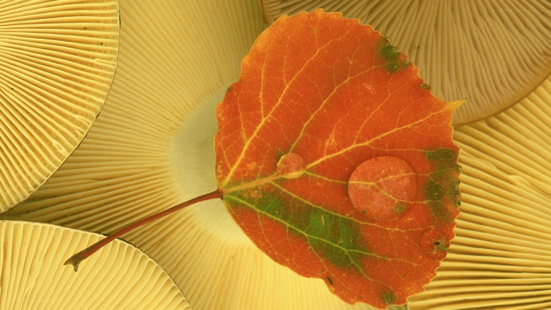 Autumn leaf on mushroom gills