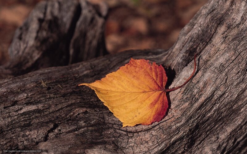 autumn leaf on old wood