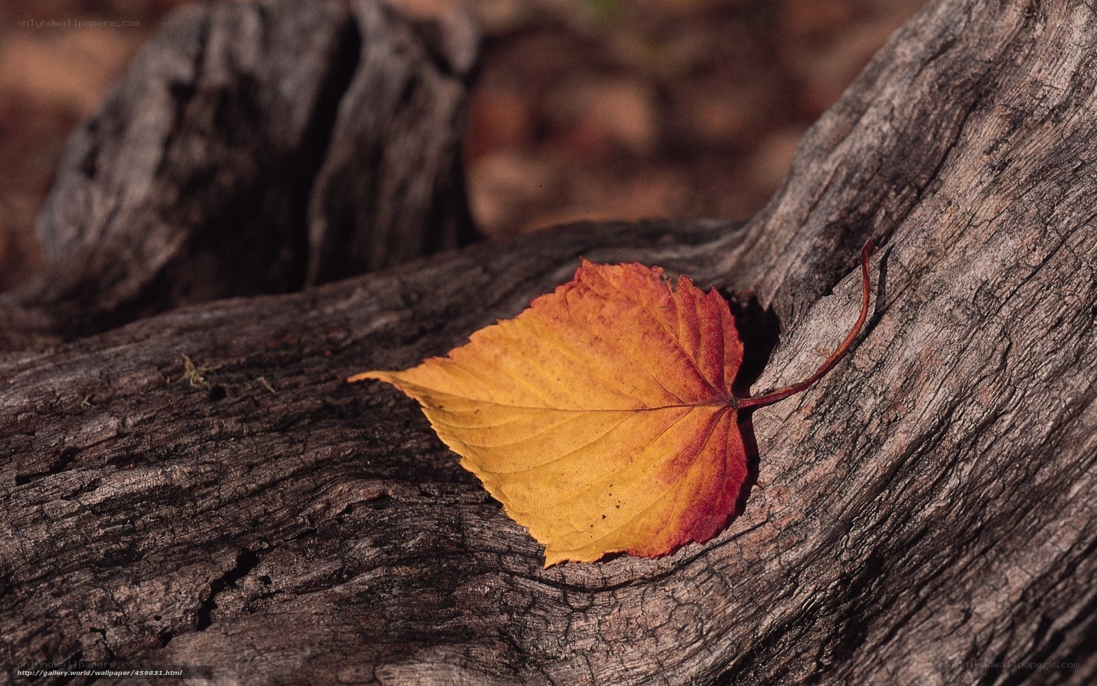 autumn leaf on old wood