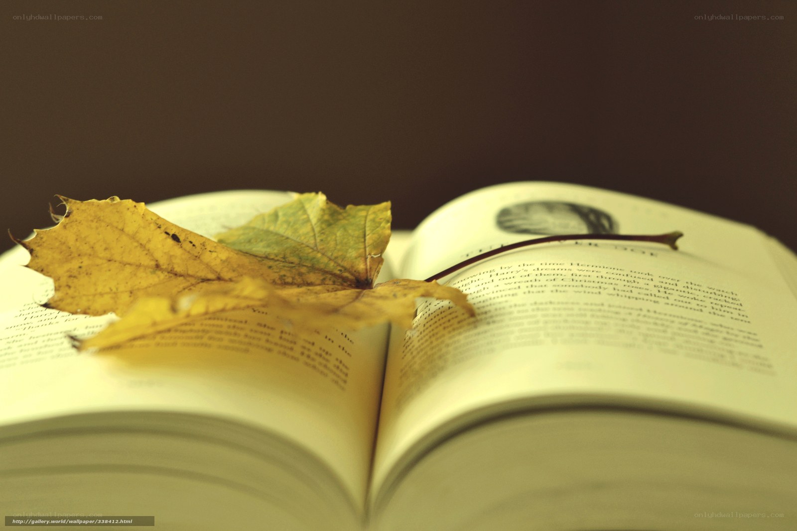 autumn leaf on open book