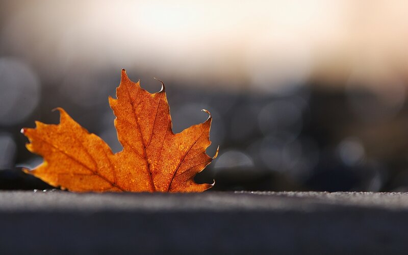 autumn leaf on pavement