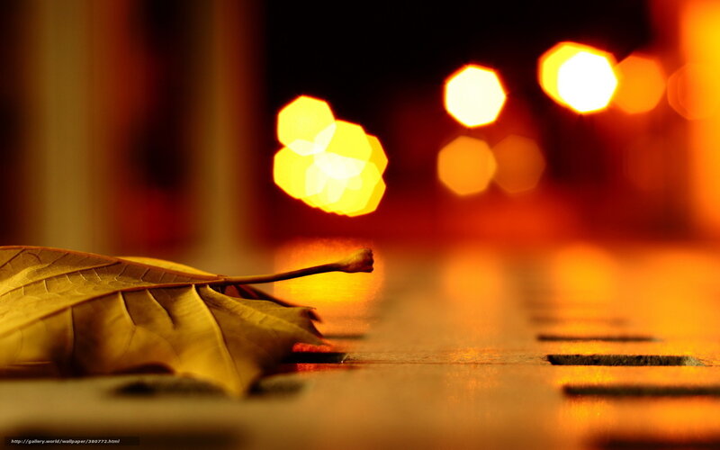 Autumn Leaf on Pavement — Orange