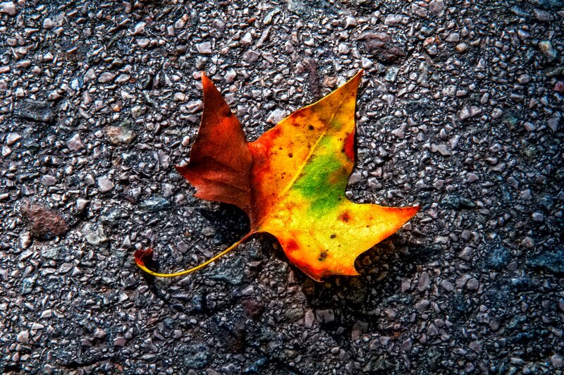 Autumn Leaf on Pavement — Yellow, Calm