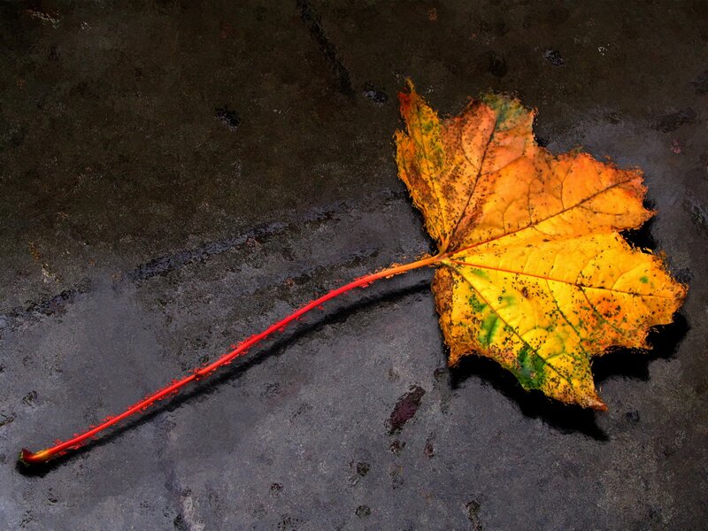 Autumn Leaf on Pavement — Yellow, Dramatic