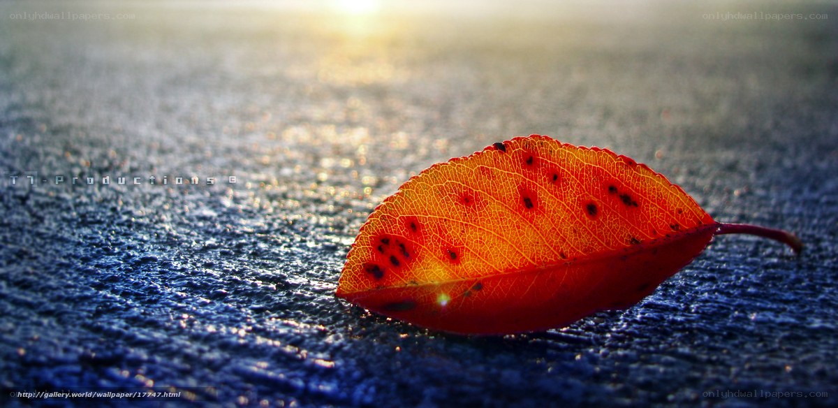 Autumn leaf on pavement
