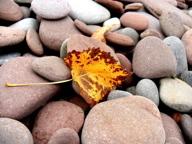 Autumn Leaf on Pebbles