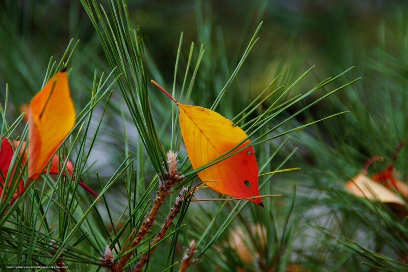 Autumn Leaf on Pine Branch — Green