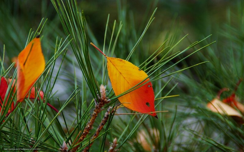 Autumn Leaf on Pine Branch