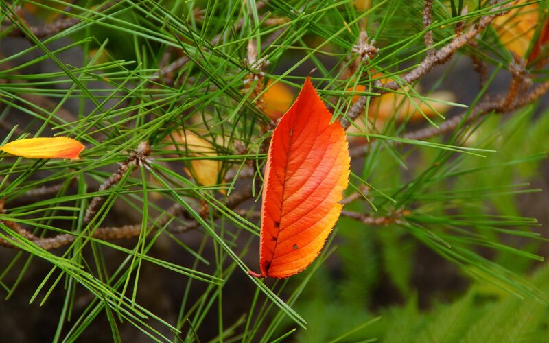 autumn leaf on pine branches