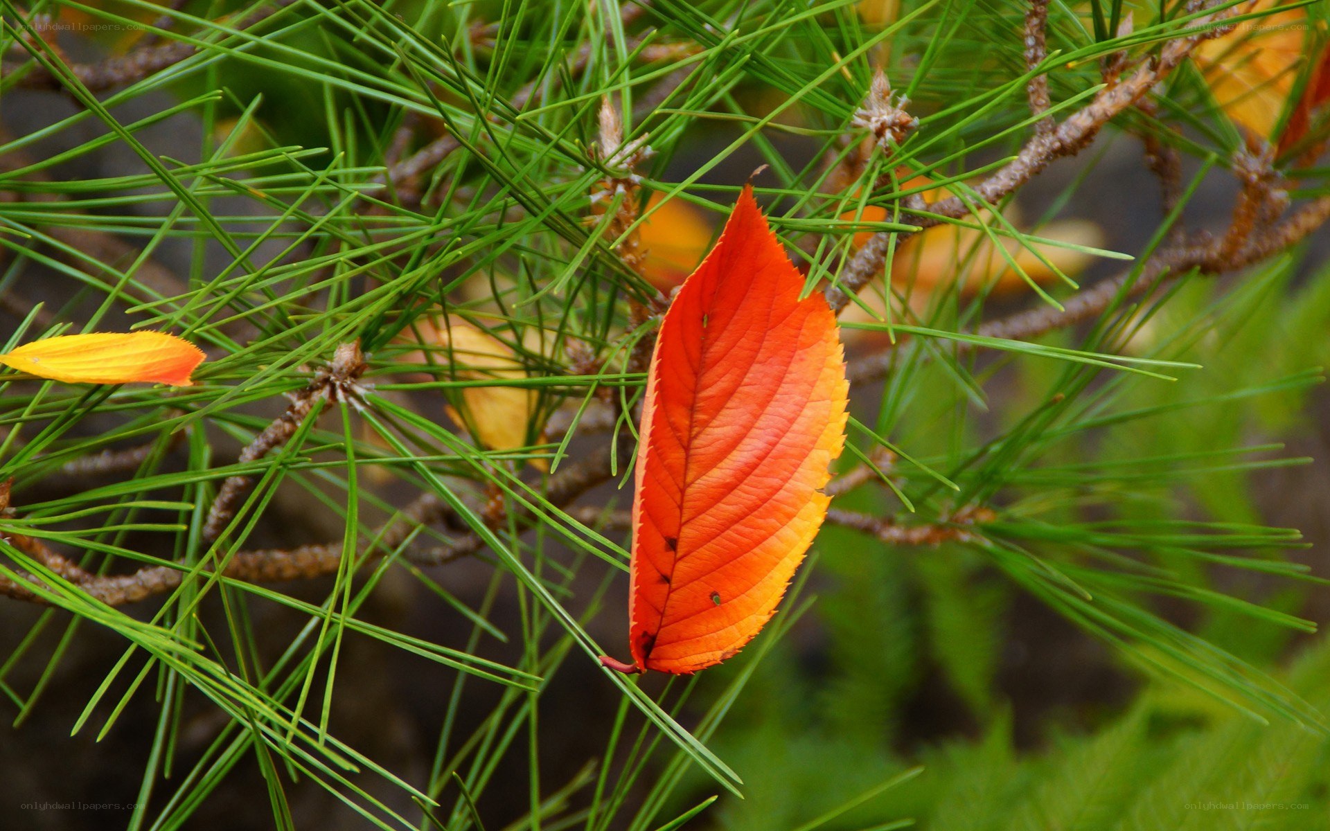 autumn leaf on pine branches