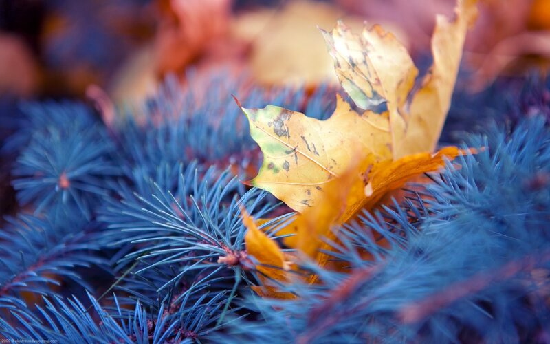 Autumn Leaf on Pine Needles