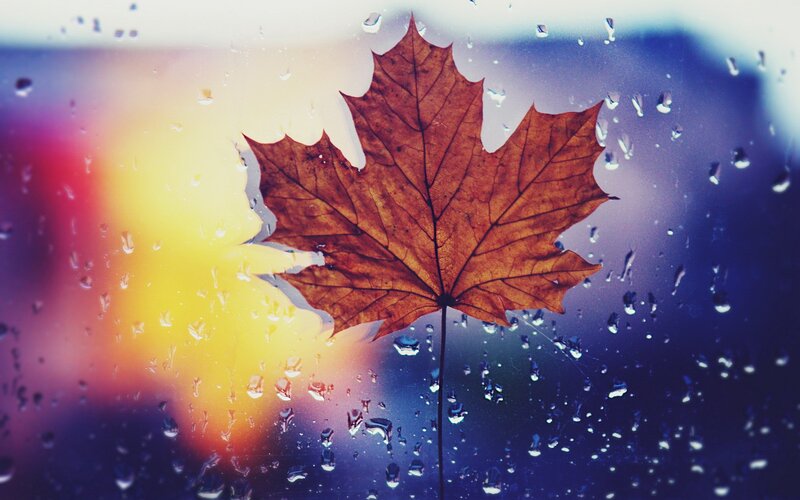 autumn leaf on rainy window