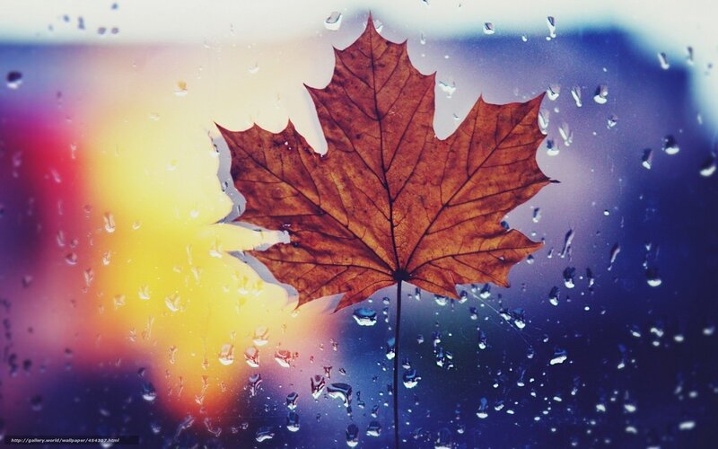 Autumn leaf on rainy window