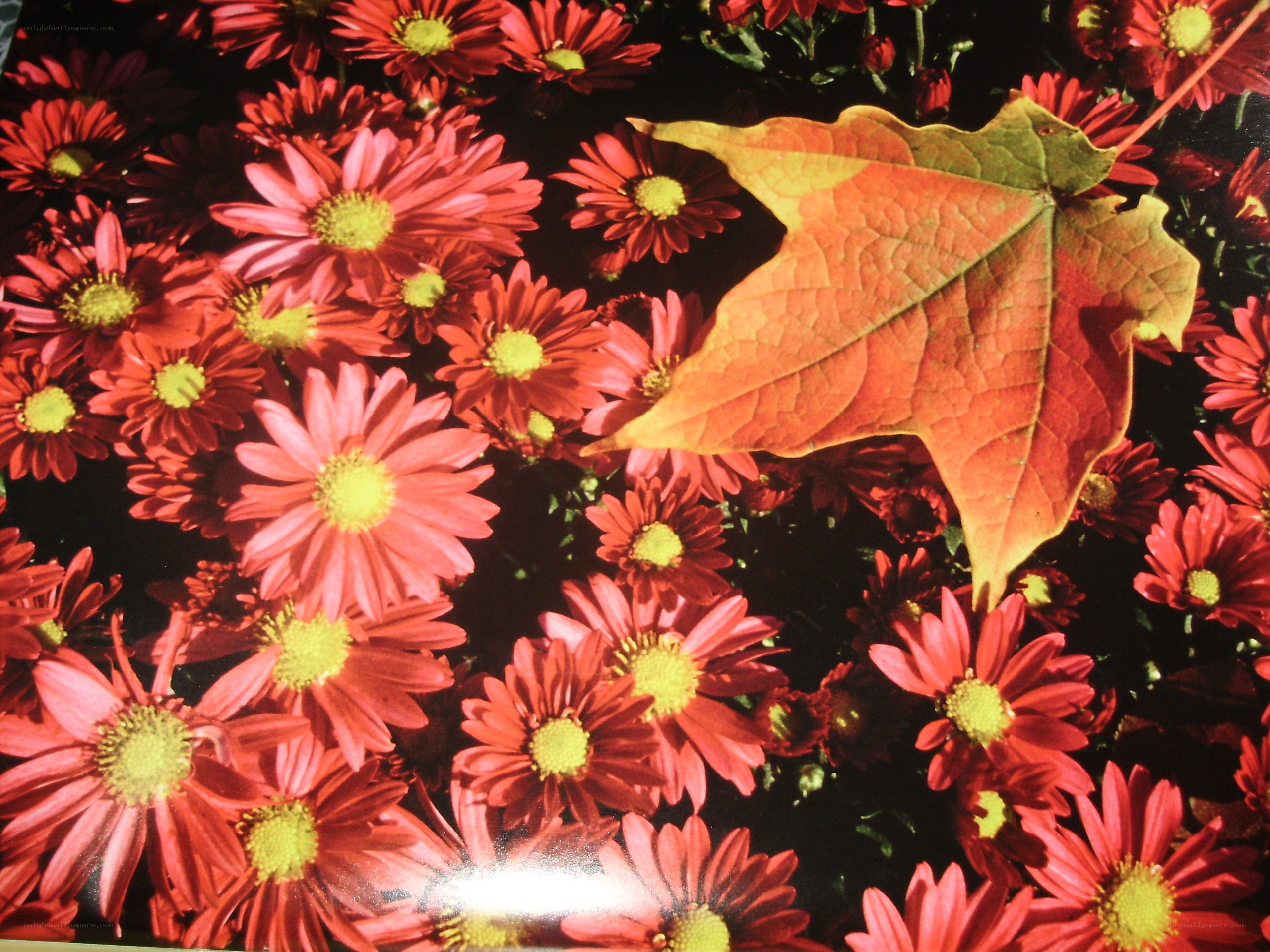 Autumn leaf on red flowers