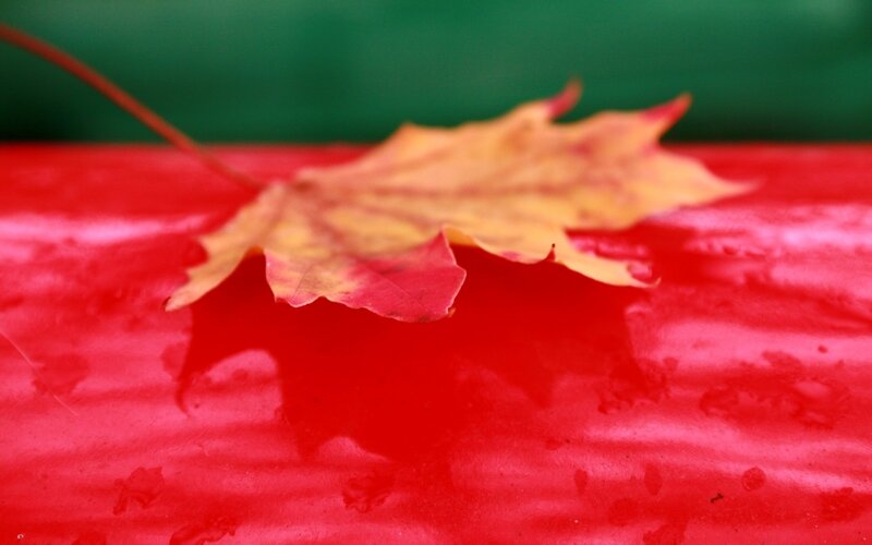 Autumn Leaf on Red Surface