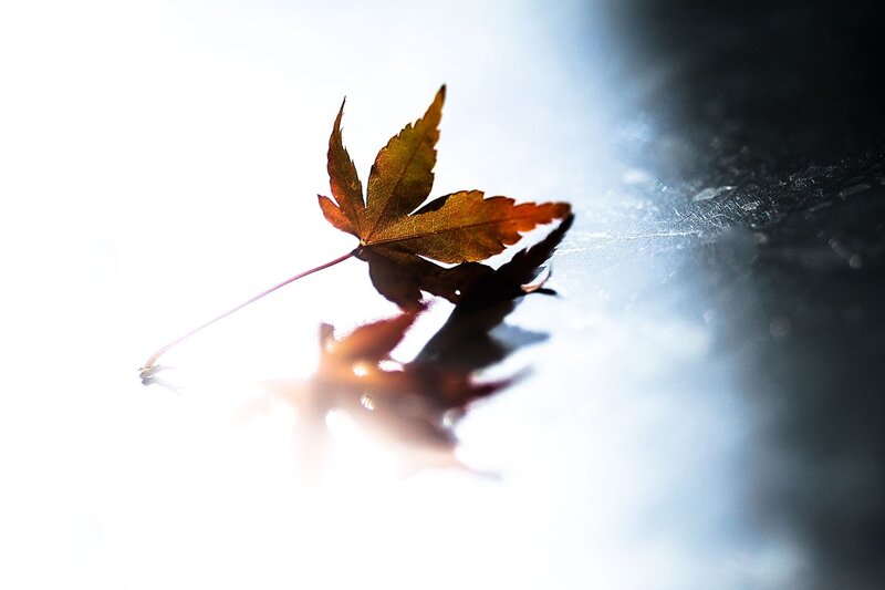 Autumn Leaf on Reflective Surface